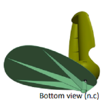 AeroLeafBottomView